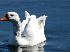 Anser anser domesticus × anser cygnoides domesticus