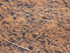 Limnoporus notabilis