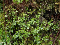 Linnaea borealis longiflora