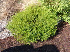 Chamaecrista nictitans aspera