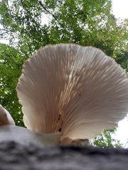 Pleurotus pulmonarius