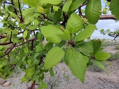 Burseraceae