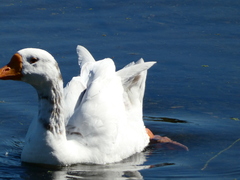 Anser anser domesticus × anser cygnoides domesticus