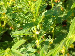 Chamaecrista nictitans aspera