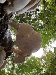 Pleurotus pulmonarius