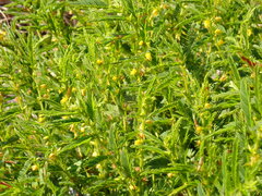 Chamaecrista nictitans aspera