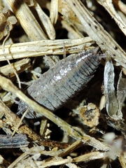 Porcellionides sexfasciatus