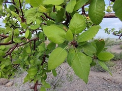 Burseraceae