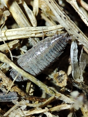 Porcellionides sexfasciatus
