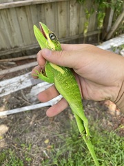 Anolis equestris