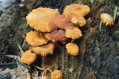Gymnopilus aeruginosus