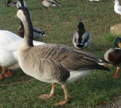 Anser anser × Branta canadensis