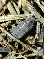 Porcellionides sexfasciatus