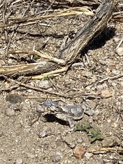 Phrynosoma platyrhinos