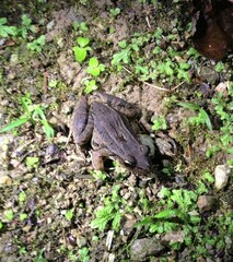 Leptodactylus insularum