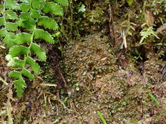 Fissidens bryoides