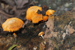 Gymnopilus aeruginosus