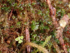 Fissidens bryoides