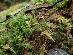 Polytrichastrum alpinum