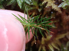 Polytrichastrum alpinum