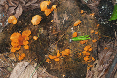 Gymnopilus aeruginosus