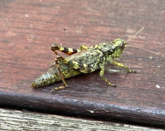 Melanoplus punctulatus