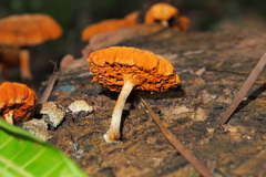 Gymnopilus aeruginosus