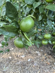 Citrus