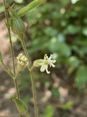 Silene viridiflora