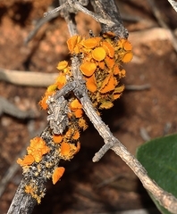 Teloschistes chrysophthalmus