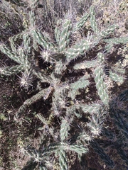 Cylindropuntia