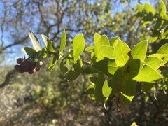 Arctostaphylos pallida