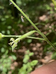 Silene viridiflora