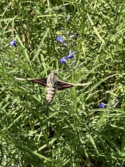 Hyles lineata