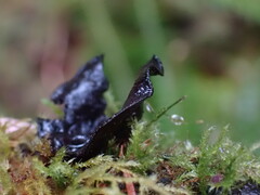 Pseudoplectania nigrella