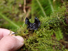 Pseudoplectania nigrella