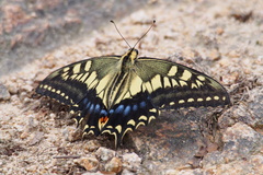 Papilio machaon hippocrates