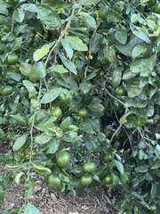 Citrus