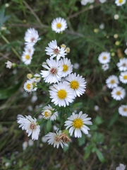 Symphyotrichum pilosum pilosum