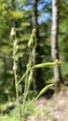 Silene viridiflora