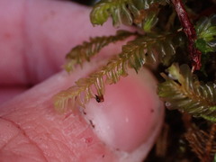 Plagiochila