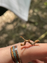 Phyprosopus callitrichoides