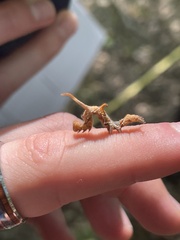 Phyprosopus callitrichoides