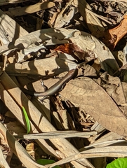 Lampropholis delicata