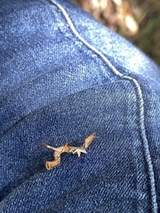 Phyprosopus callitrichoides