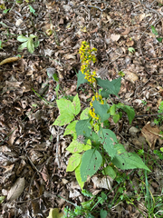 Solidago arguta