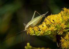 Oecanthus nigricornis
