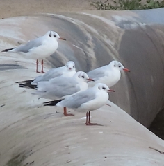 Chroicocephalus ridibundus