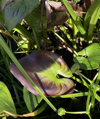 Calla palustris