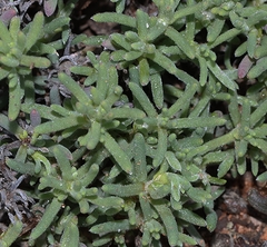 Enchylaena tomentosa